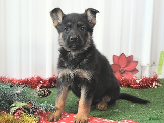 German Shepherd dogs Abby - Ad 6