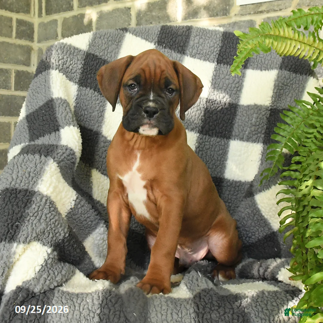 Boxer dogs for sale: Pretzel - Ad 3