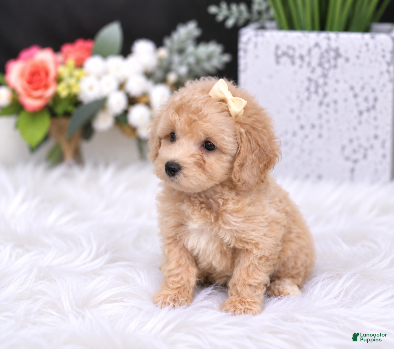 Miniature Poodle dogs Miniature Poodle 1 - Ad 2