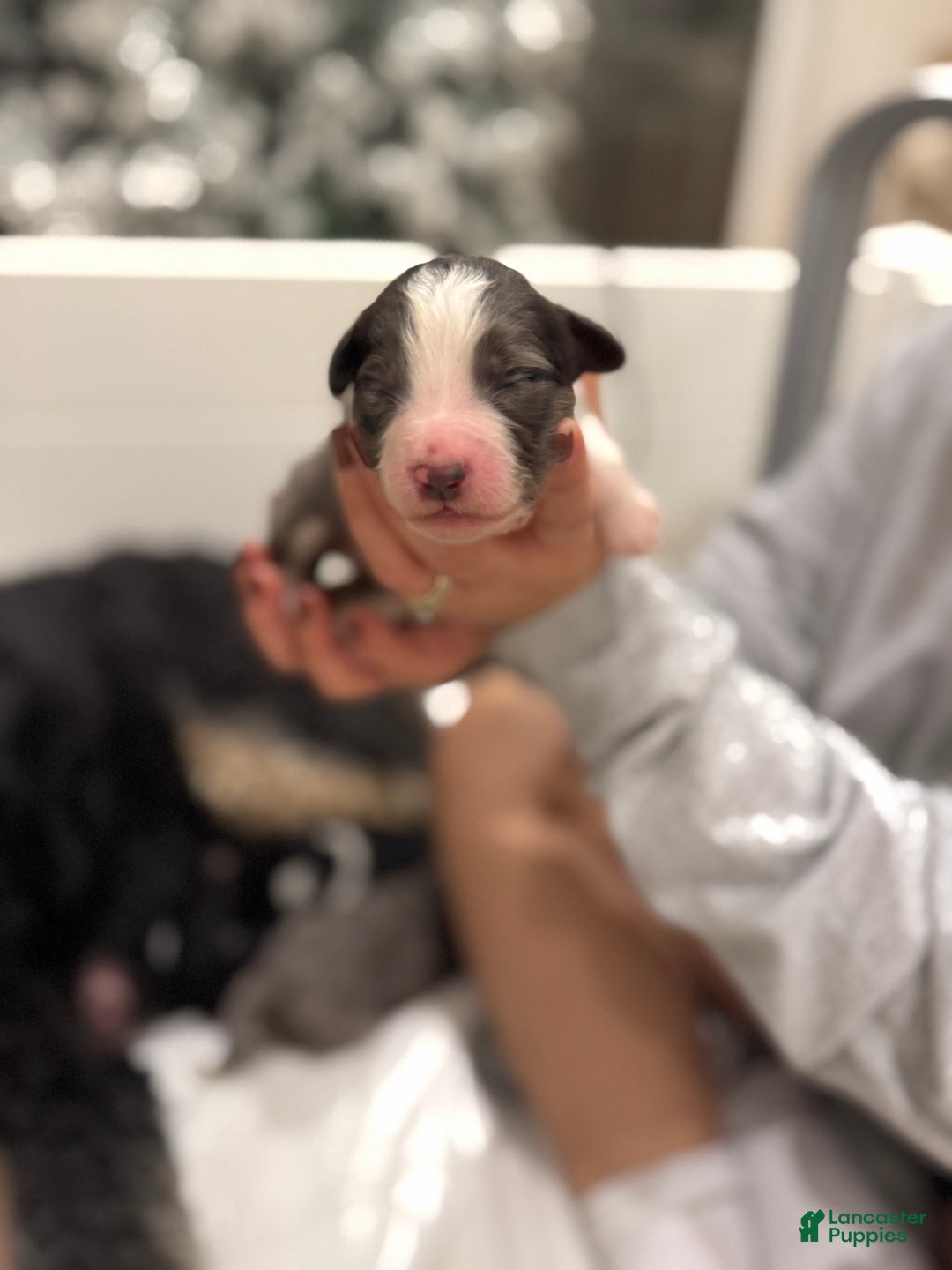 Bernedoodle dogs for sale: Dean-O - Ad 8