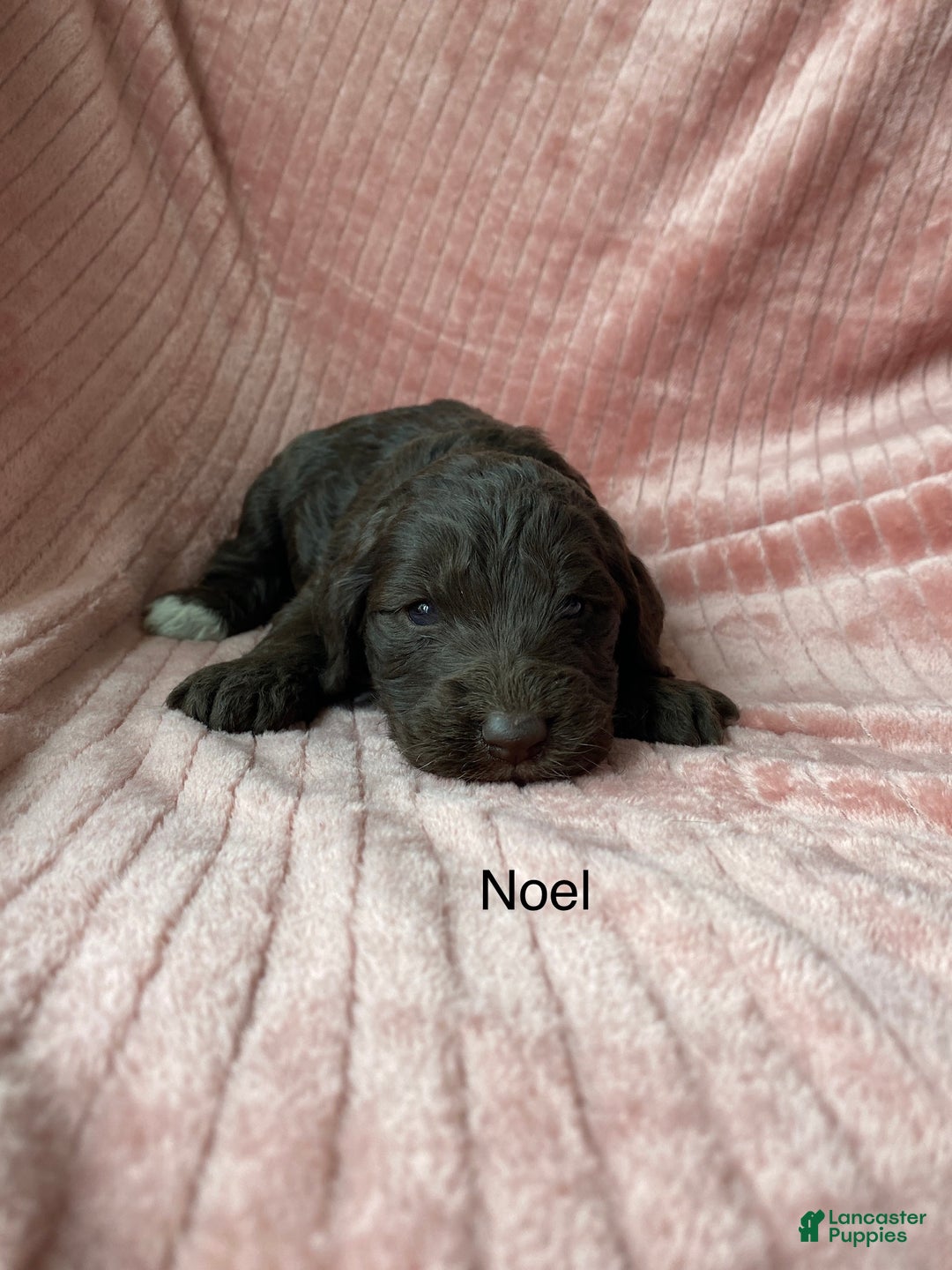 Labradoodle dogs for sale: Snowflake - Ad 28