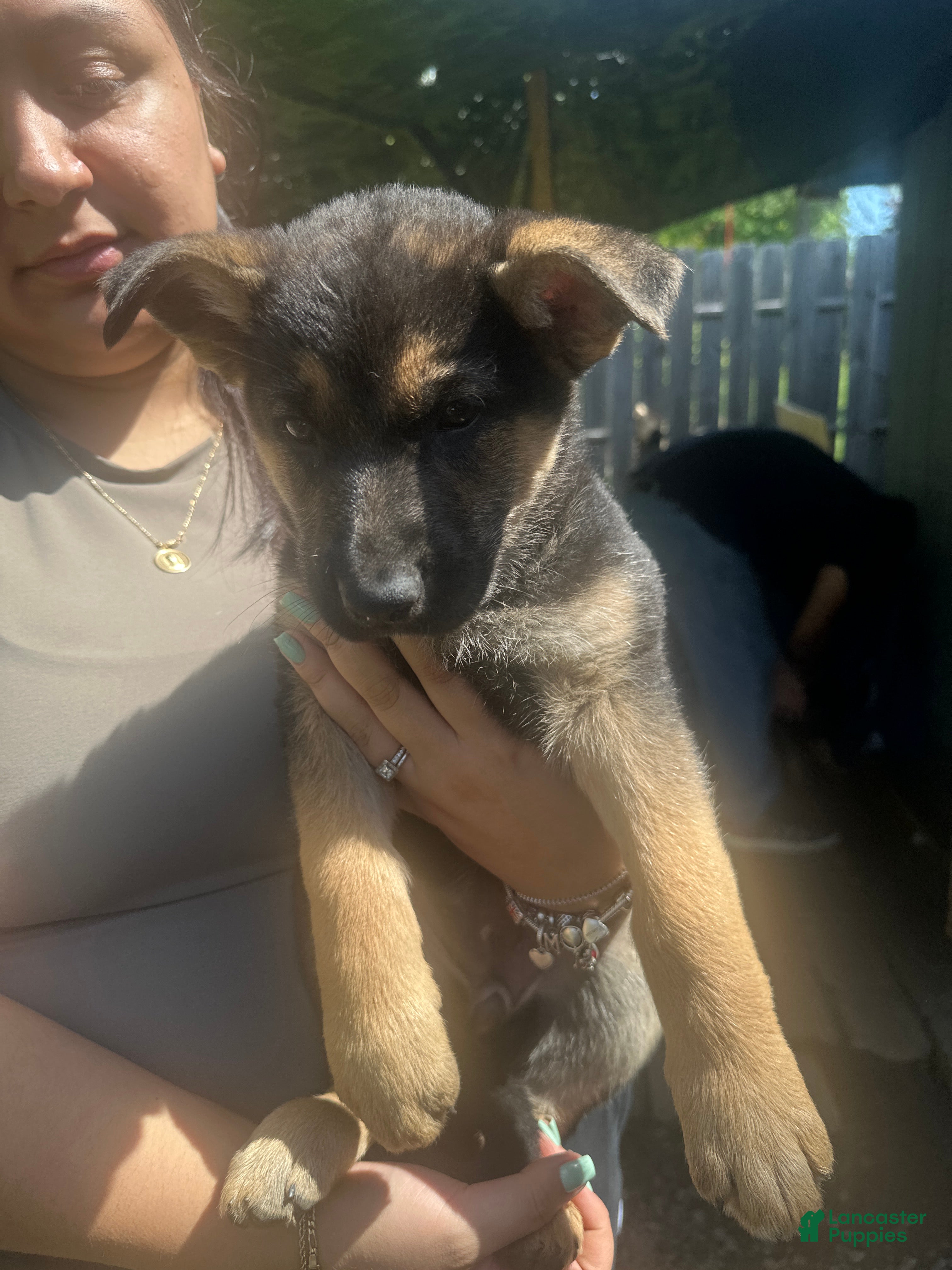 German Shepherd dogs German Shepherd Puppy 7 - Ad 40