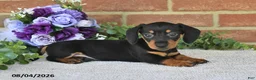 Miniature Dachshund dogs for sale: Paige - Ad 4