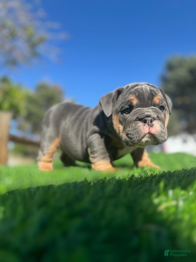 English Bulldog dogs CHANEL - Exotic Blue Tri Female – Compact & Structured - Ad 1