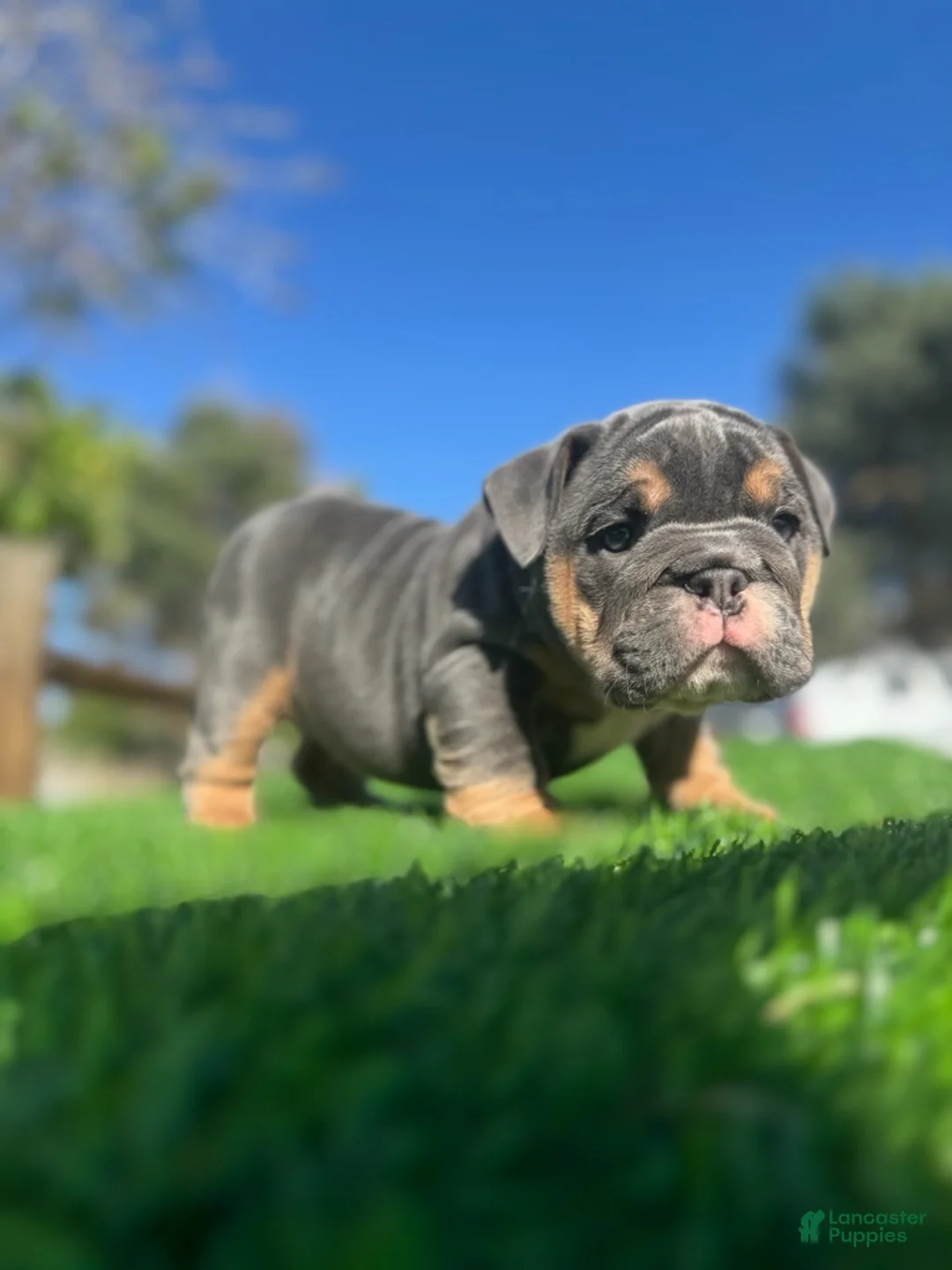 English Bulldog dogs for sale: CHANEL - Exotic Blue Tri Female – Compact & Structured - Ad 1