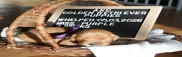 Golden Retriever dogs for sale: Miss. Purple - Ad 1