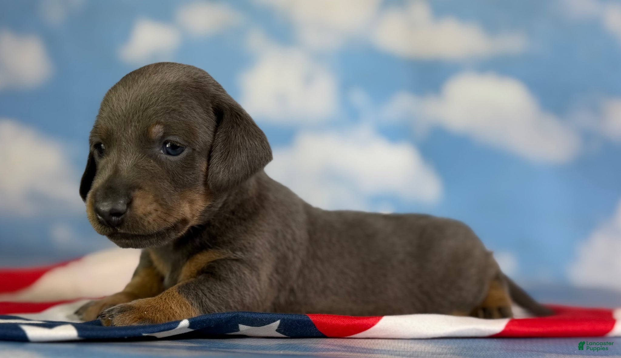 Miniature Dachshund dogs Akc Piston SH blue and tan DNA OFA  - Ad 2