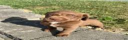 Mixed Breed dogs for sale: Murphy - Ad 5