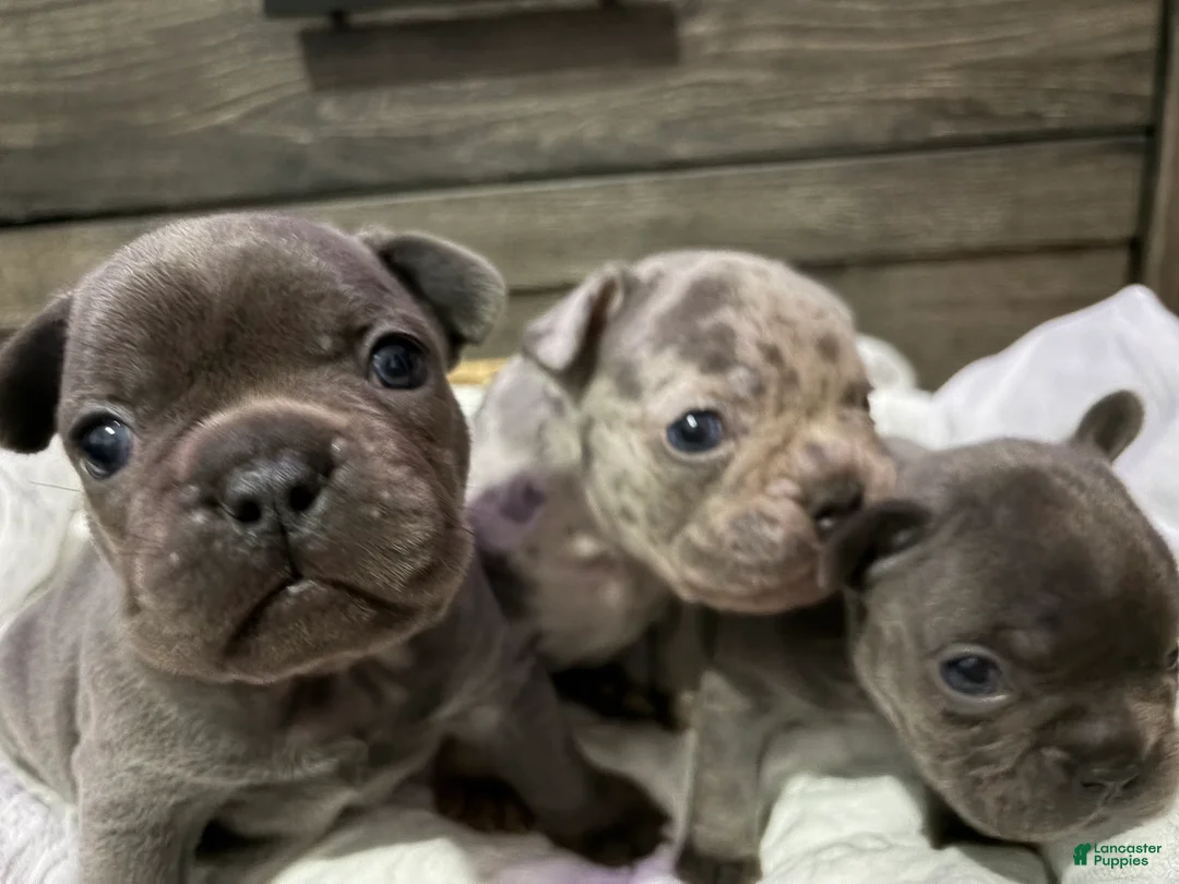French Bulldog dogs for sale: Blaze - Ad 8