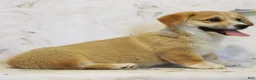 Welsh Corgi Pembroke dogs for sale: Daisy - Ad 3