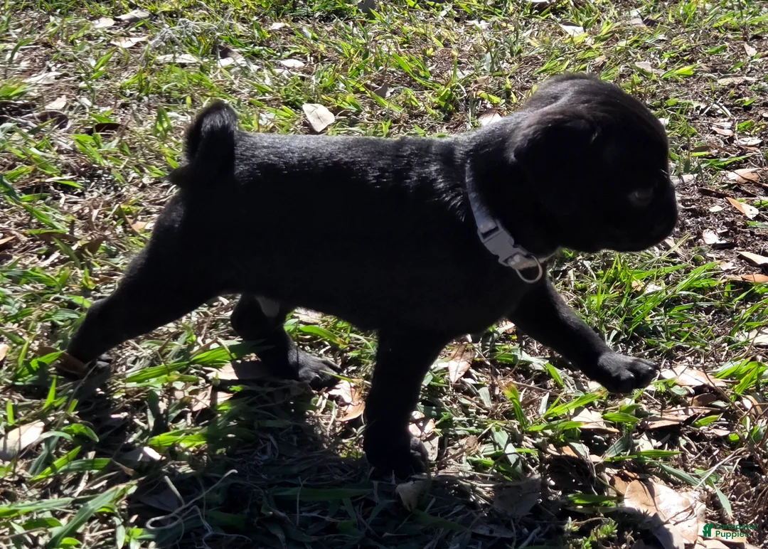 Pug dogs for sale: Frankie  - Ad 2