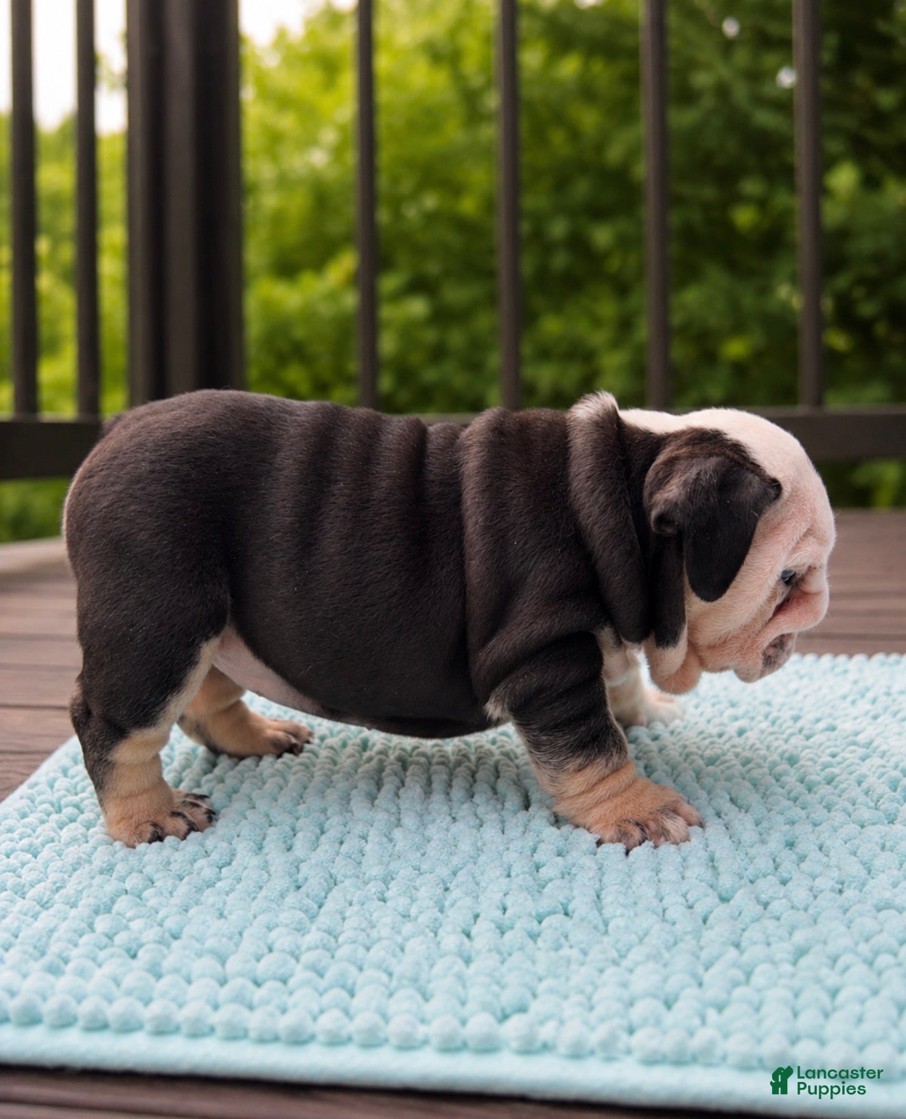 English Bulldog dogs Marley - Ad 2