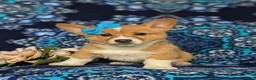 Welsh Corgi Pembroke dogs for sale: Matilda AKC Registered - Ad 1