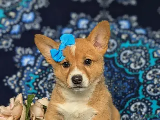 Welsh Corgi Pembroke dogs for sale: Matilda AKC Registered - Ad 1