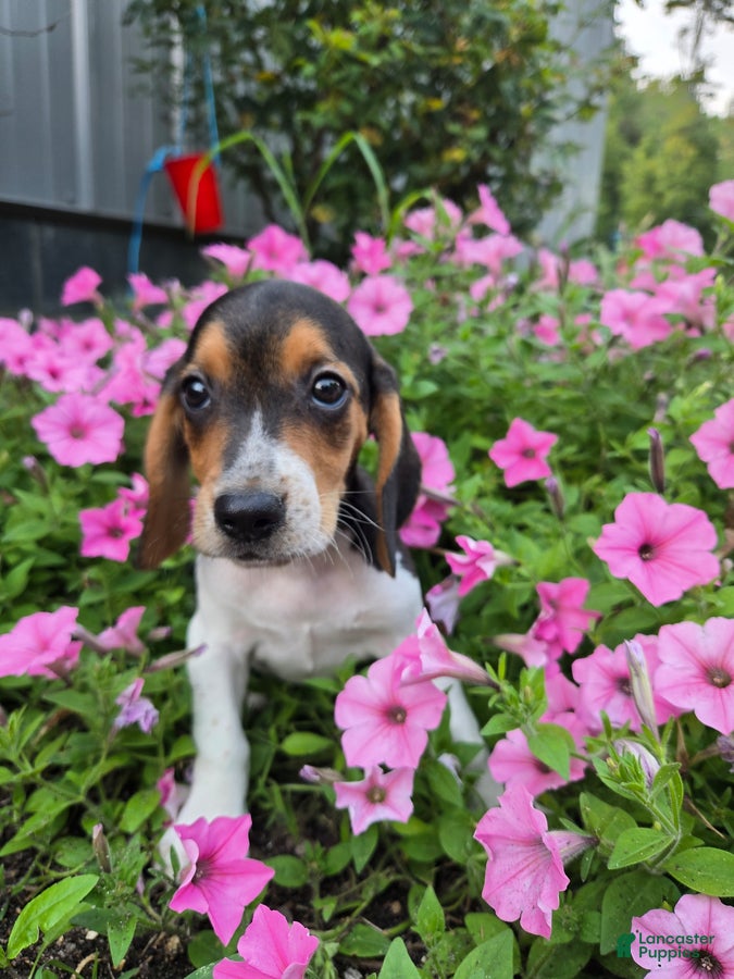 Beagle dogs Dallas - Ad 1