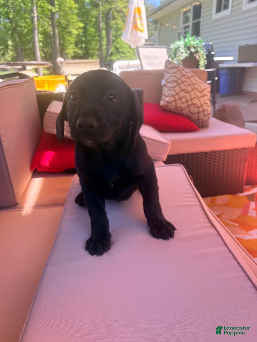 Mixed Breed dogs for sale: Puppy 1-male - Ad 2