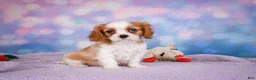 Cavalier King Charles Spaniel dogs for sale: Alex - Ad 1