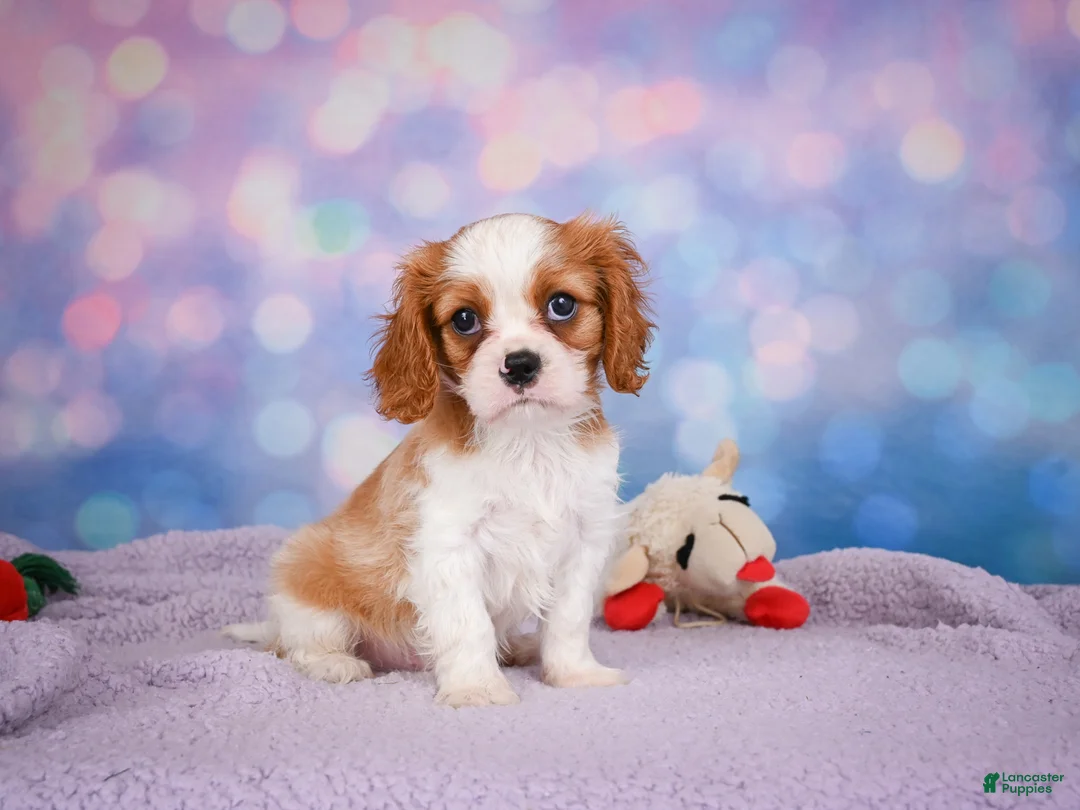 Cavalier King Charles Spaniel dogs for sale: Alex - Ad 1