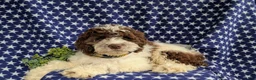 Cockapoo dogs for sale: Rover - Ad 4