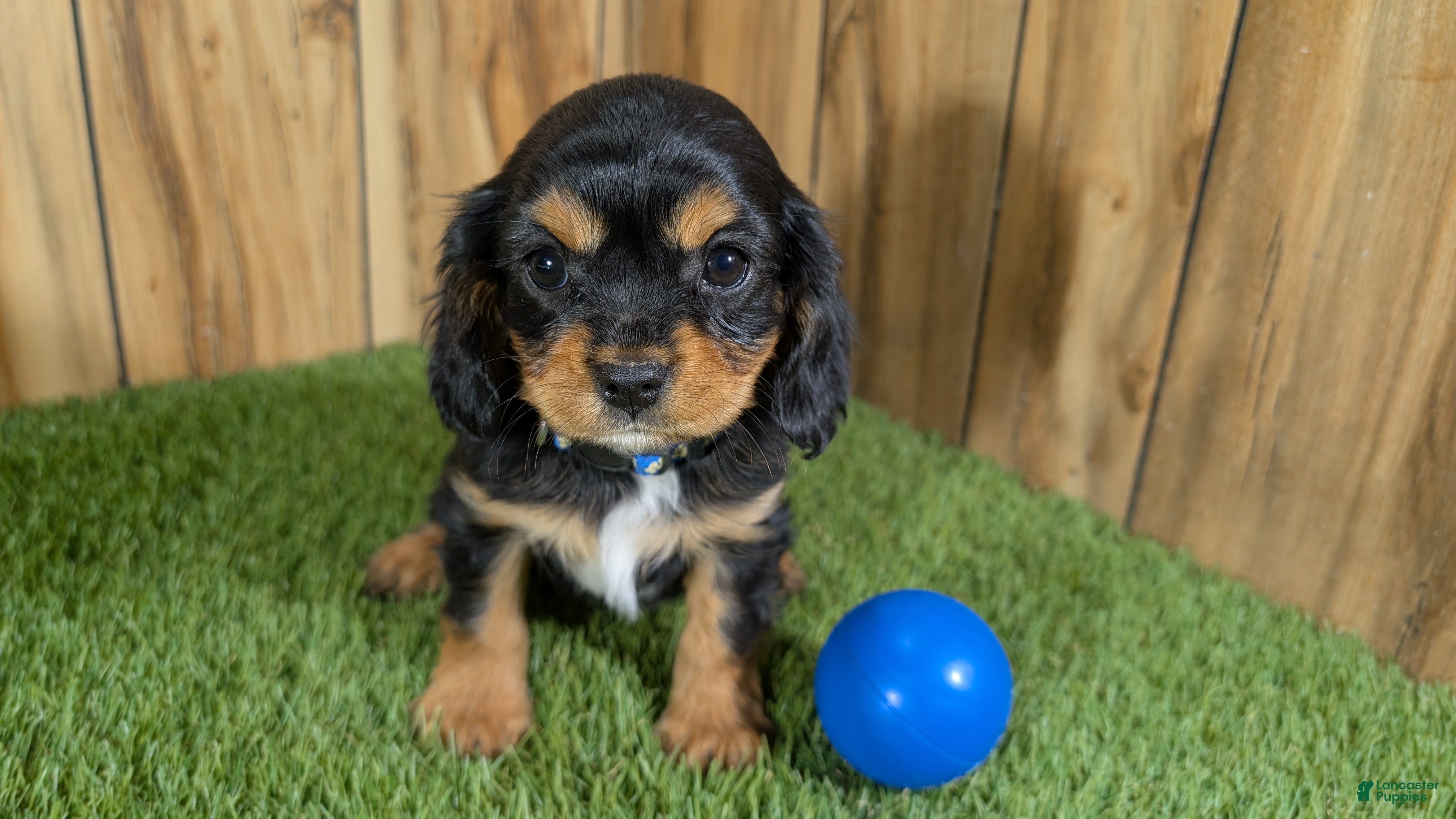 Cavapoo dogs Bessie Boy 1 - Ad 8