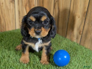 Cavapoo dogs Bessie Boy 1 - Ad 11