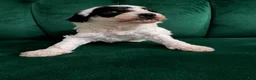 Cavapoo dogs for sale: Cavapoo Puppy 2 - Ad 2