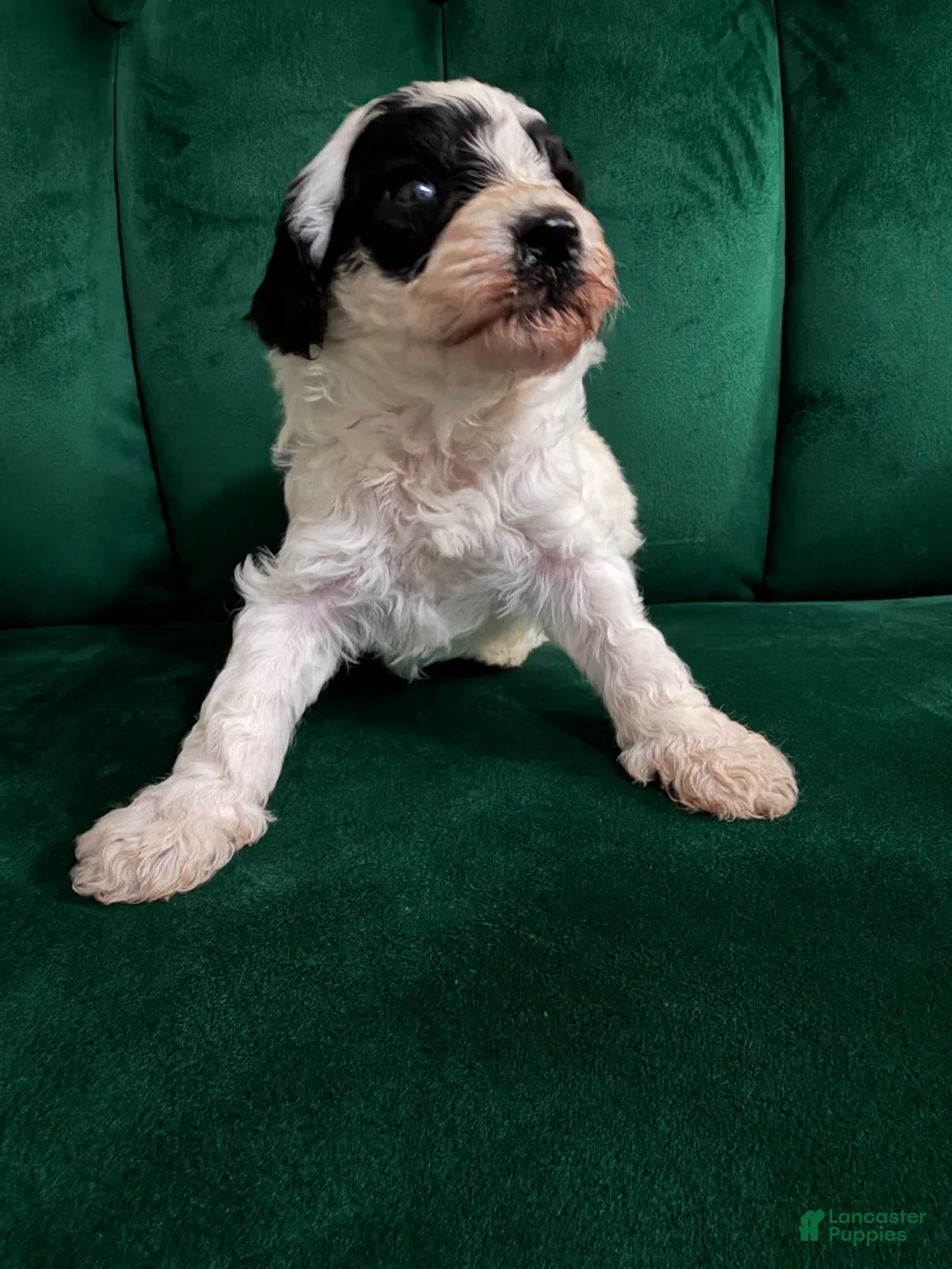 Cavapoo dogs for sale: Cavapoo Puppy 2 - Ad 2
