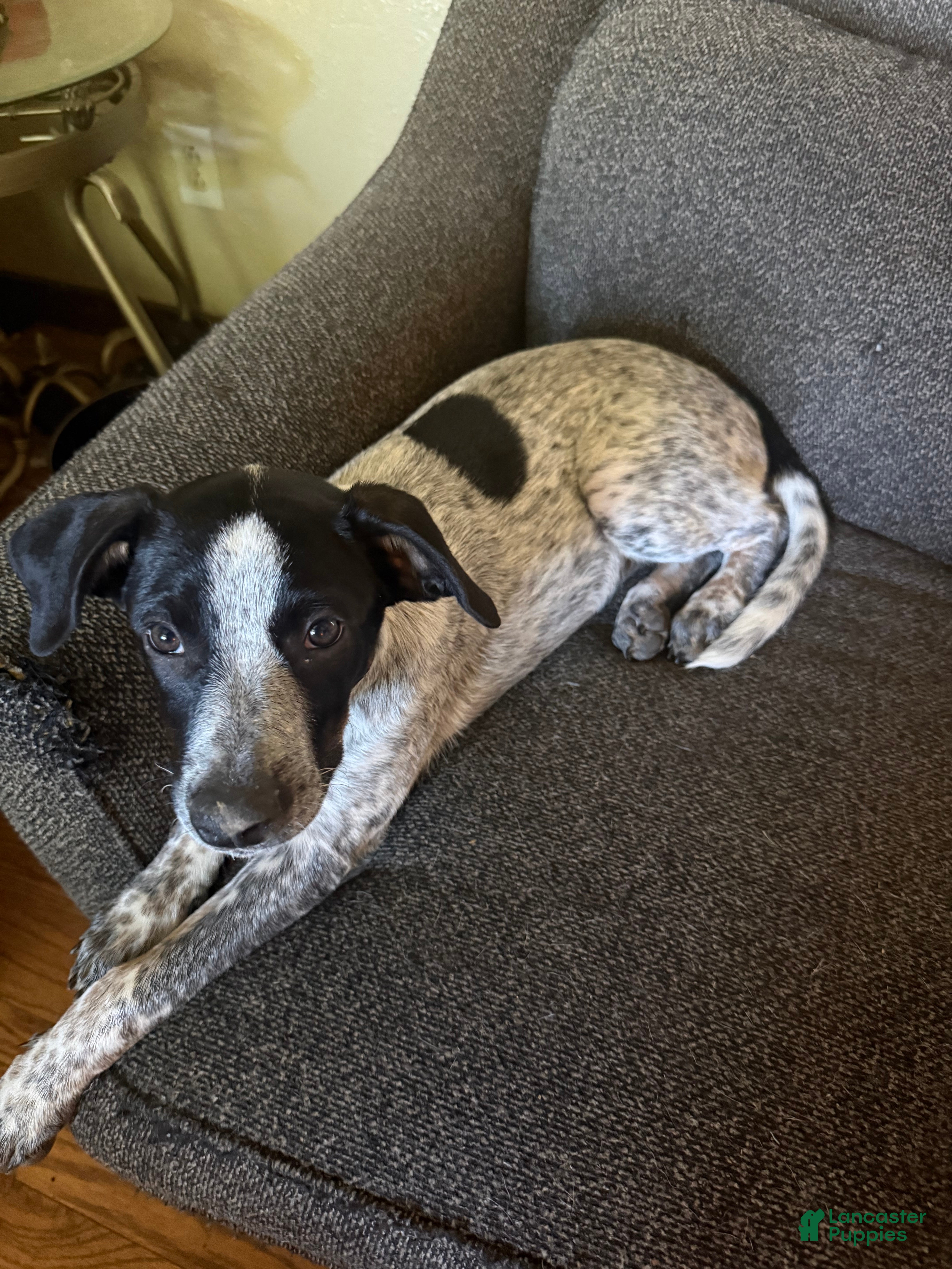 Australian Cattle Dog dogs Bella - Ad 38