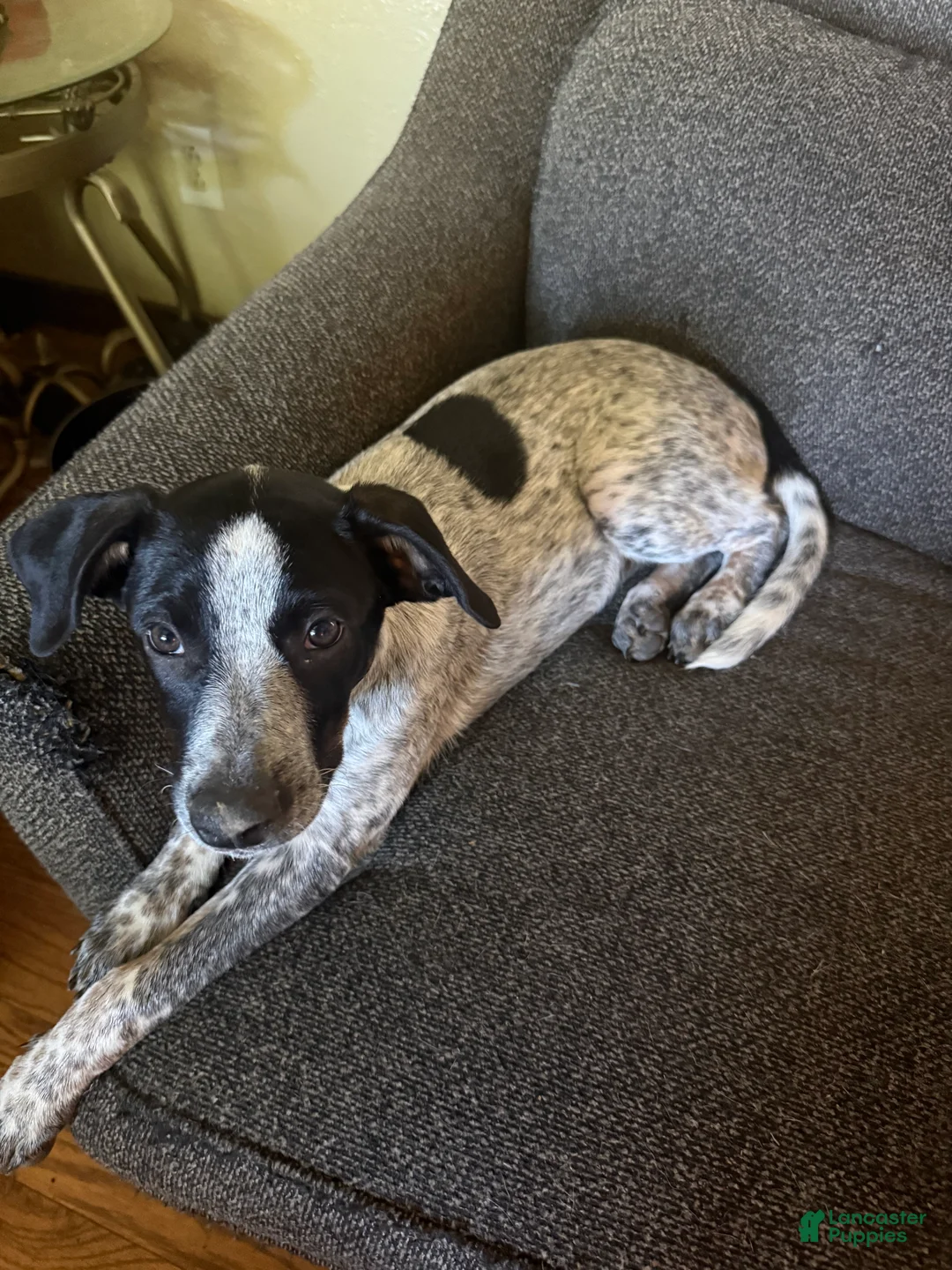 Australian Cattle Dog dogs for sale: Bella - Ad 1