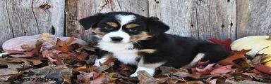 Addie 