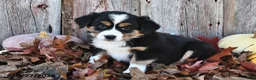 Australian Shepherd dogs for sale: Addie  - Ad 1
