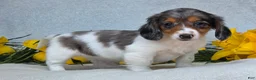 Miniature Dachshund dogs for sale: Macie - Ad 3