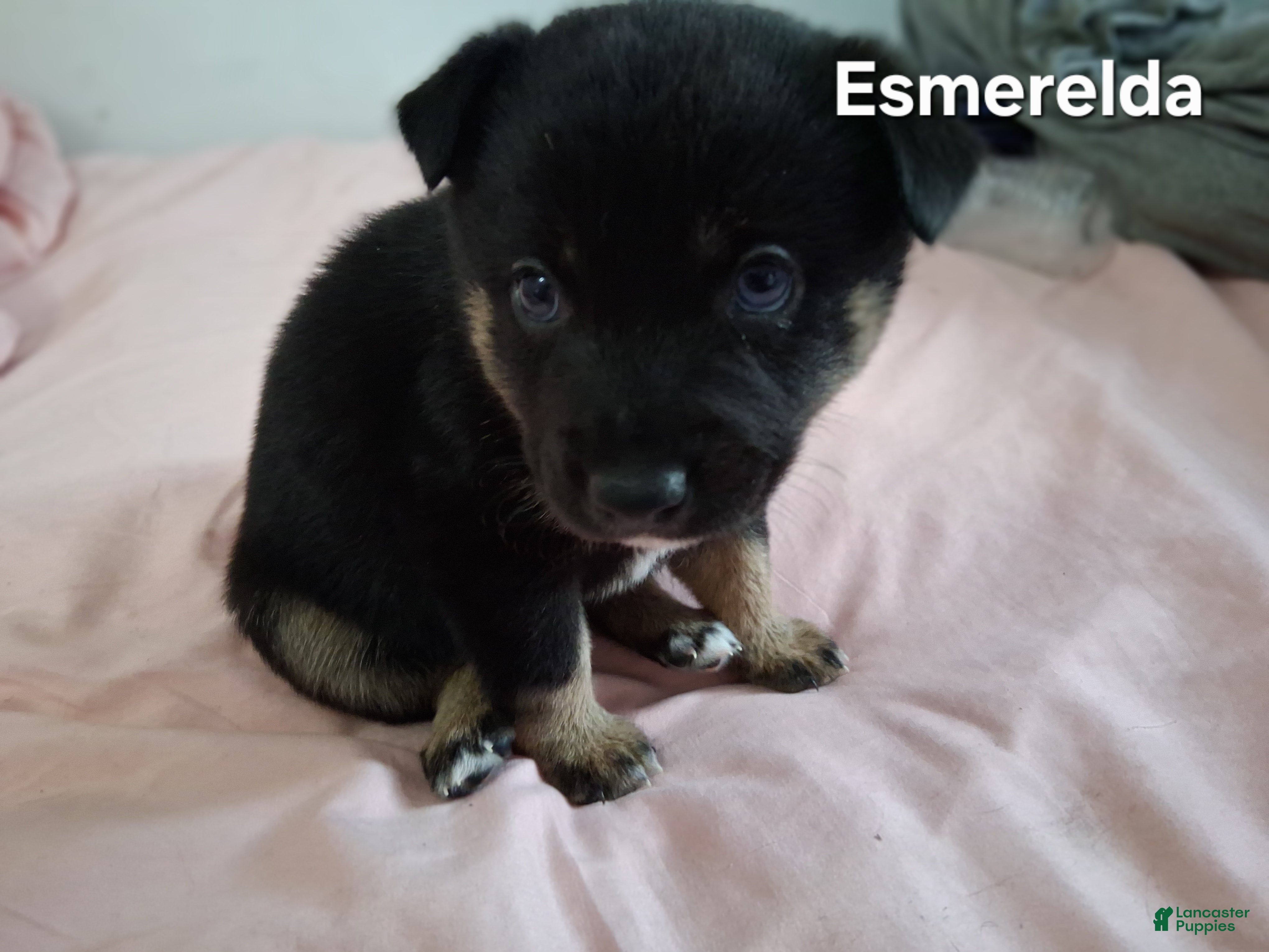 Mixed Breed dogs Esmerelda - Ad 41