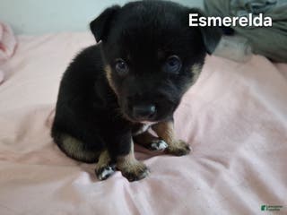 Mixed Breed dogs Esmerelda - Ad 23