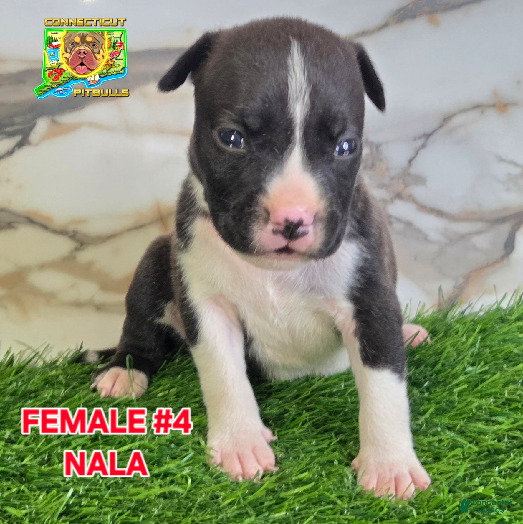 American Bully dogs Nala - Ad 15