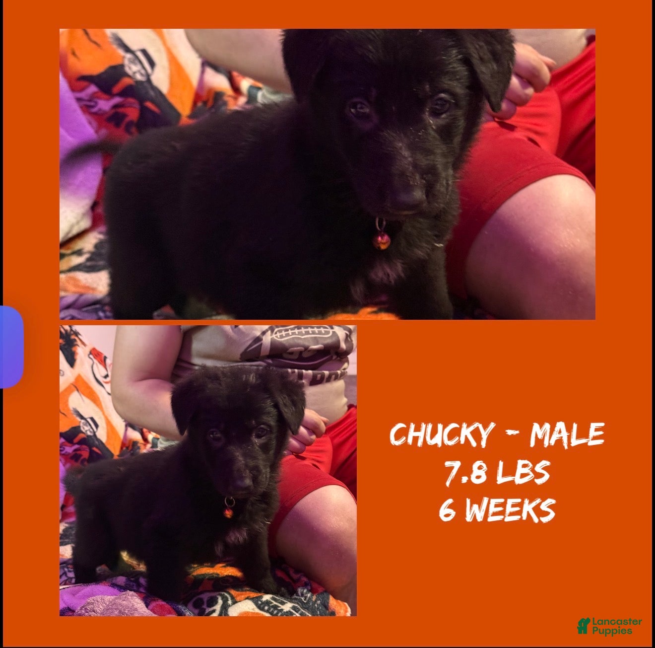German Shepherd dogs Chucky  - Ad 1