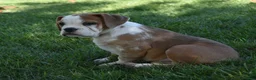 Beabull dogs for sale: Brinley - Ad 3