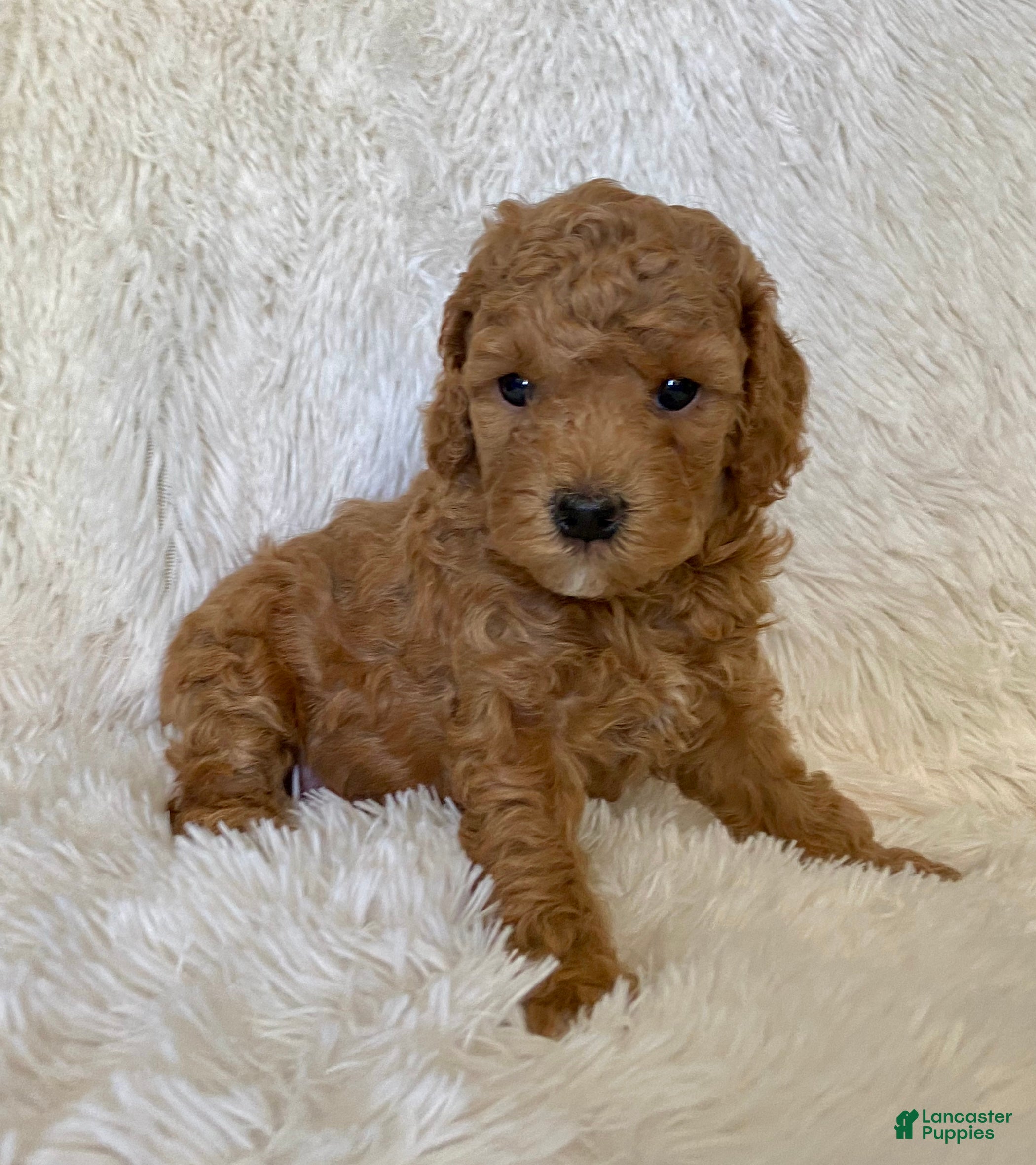 Toy Poodle dogs Holt  - Ad 11
