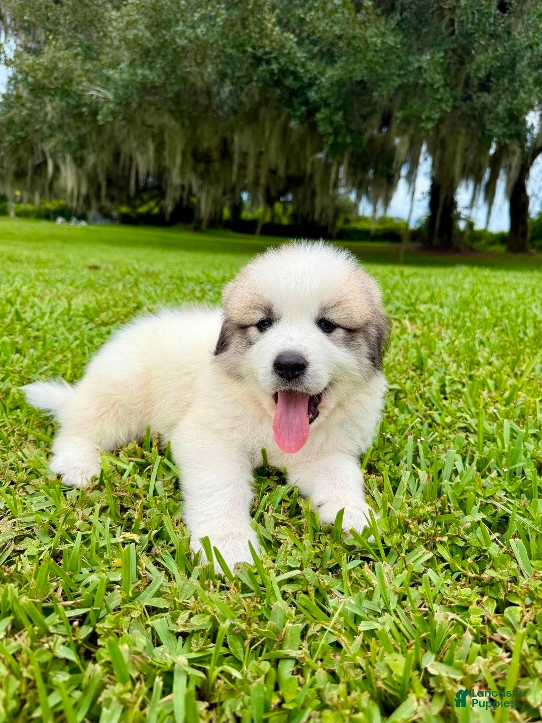 Great Pyrenees dogs Purple Boy - Ad 37