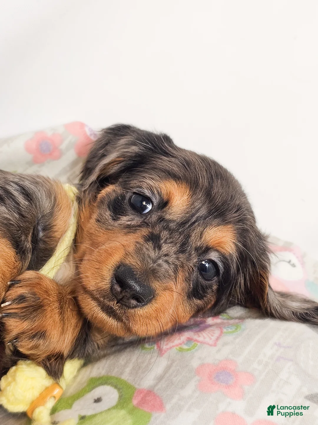 Miniature Dachshund dogs for sale: Peeps - Ad 2