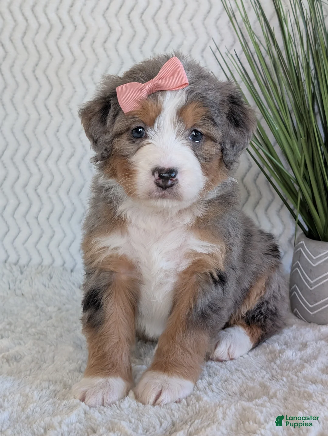 Mini Bernedoodle dogs for sale: Mini Indy  - Ad 6