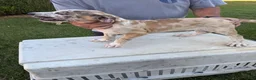 Mixed Breed dogs for sale: Harleyquin Male - Ad 3