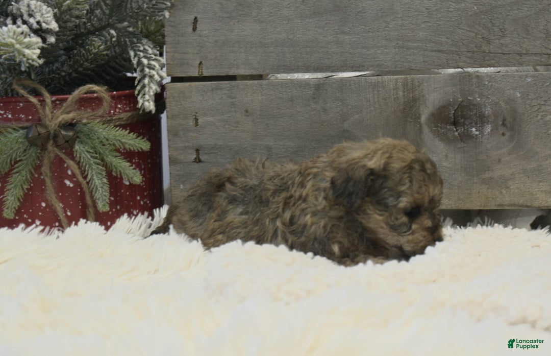 Toy Poodle dogs for sale: Kacie - Ad 7