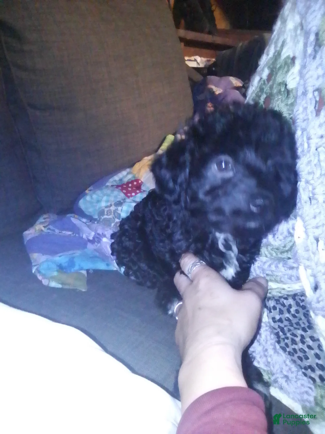 Mini Aussiedoodle dogs for sale: Mini Aussiedoodle Puppy 3 - Ad 20