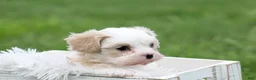 Mixed Breed dogs for sale: Mixed Breed Puppy 1 - Ad 8
