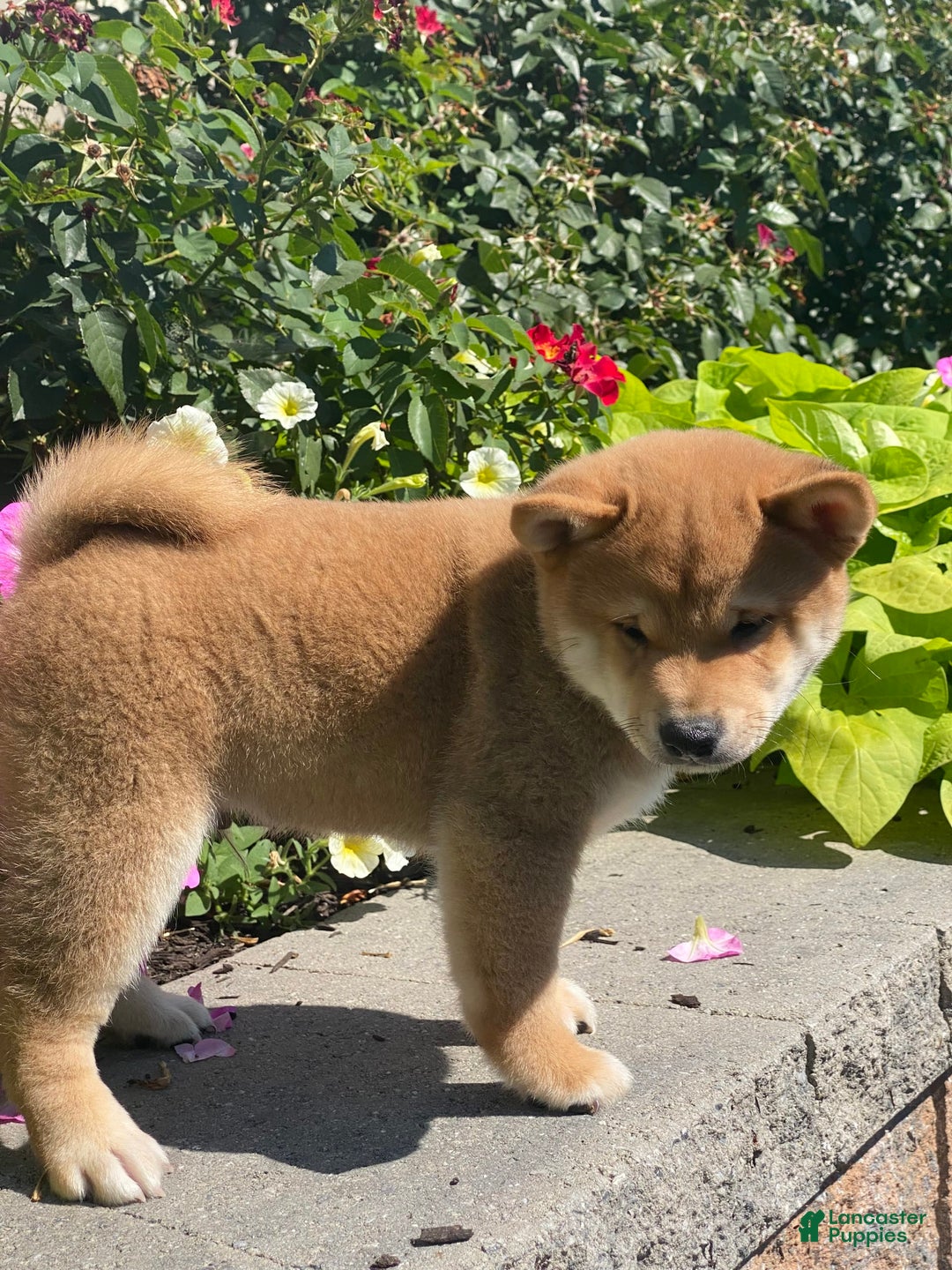 Shiba Inu dogs for sale: Ivy - Ad 4