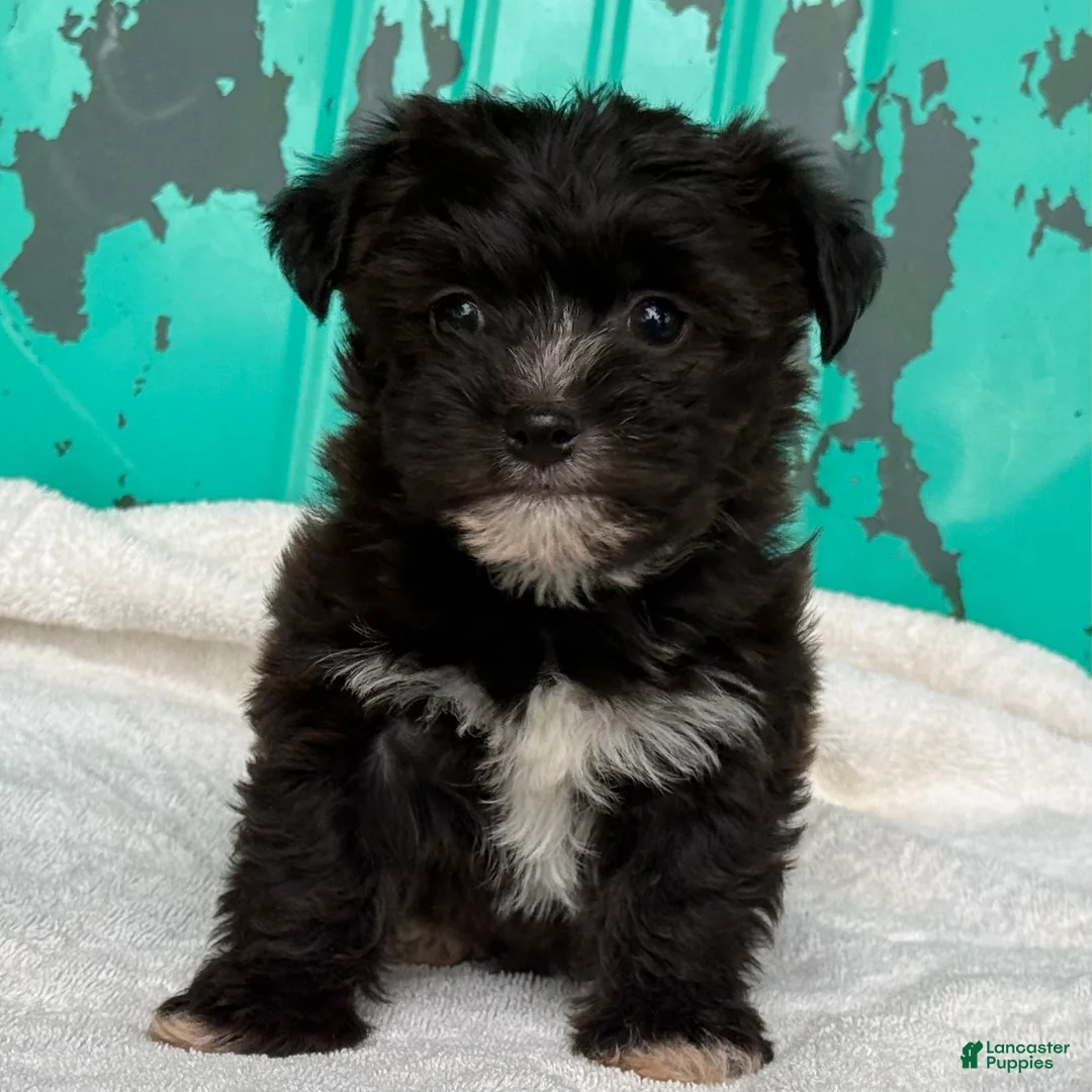 Yochon dogs for sale: Rex - Ad 7