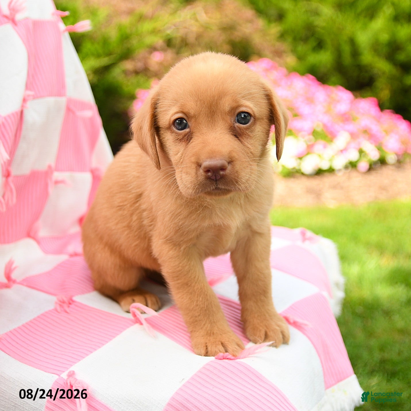 Labrador Retriever dogs Gabe - Ad 2