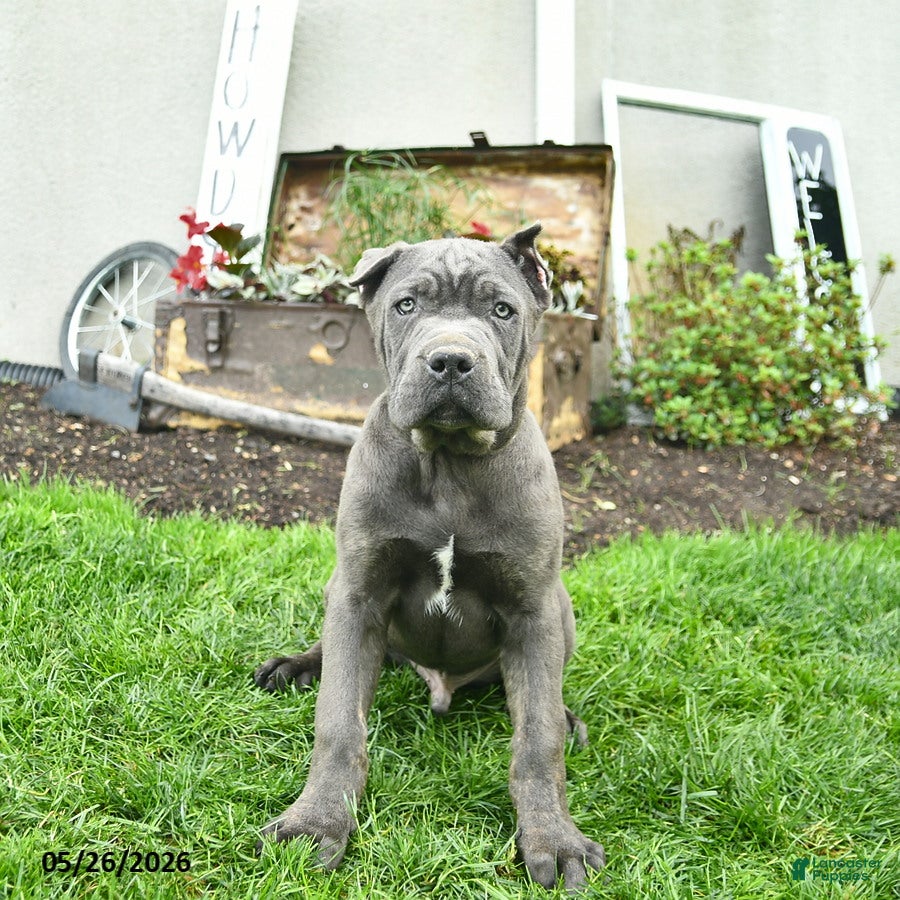 Cane Corso dogs Dexter  - Ad 1