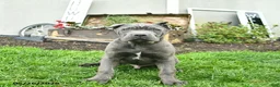 Cane Corso dogs for sale: Dexter  - Ad 1